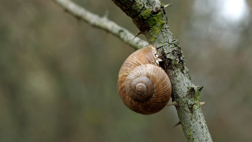 Close-up of snail on branch