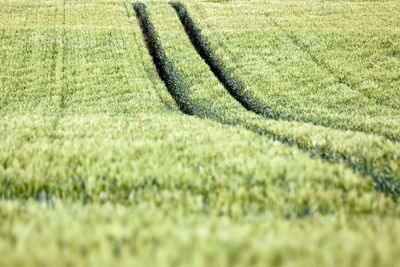 Scenic view of agricultural field