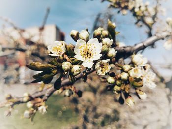 Close-up of cherry blossom