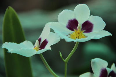 Close-up of yellow flowering plant