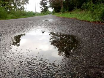 Reflection of trees in puddle