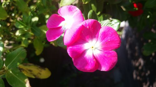 Close-up of pink cosmos blooming outdoors