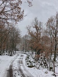 Road amidst bare trees during winter