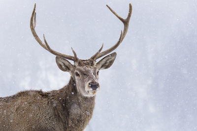 Deer on snow covered field