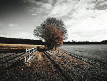 Tree against sky