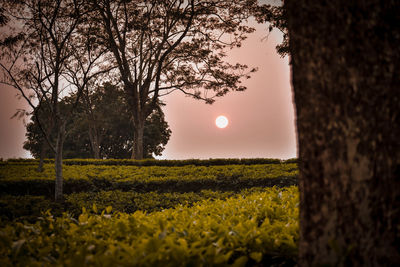 Scenic view of field against sky during sunset