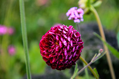 Close-up of pink rose flower on field