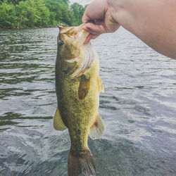 Midsection of person holding fish in water