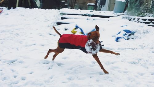 Woman playing with dog during winter