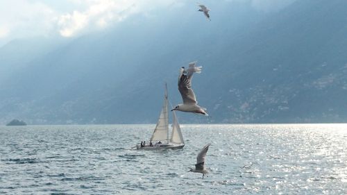 Seagulls flying over sailboat in lake against mountain