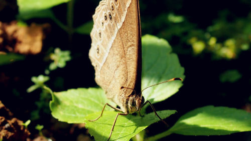 Close-up of butterfly on leaf