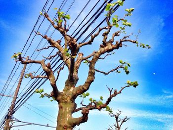 Low angle view of trees against blue sky
