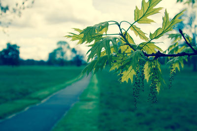 Close-up of plant against sky