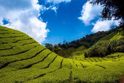 Scenic view of terraced field against sky