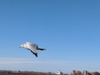 Seagull flying in clear sky