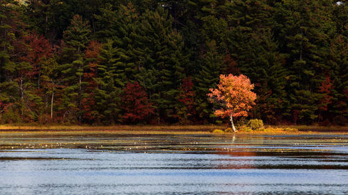 Trees by road in forest during autumn