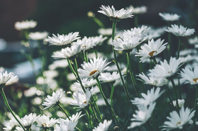 Beautiful white camomiles daisy flowers in garden or fields