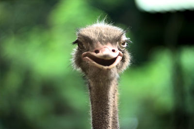 Close-up portrait of an ostrich
