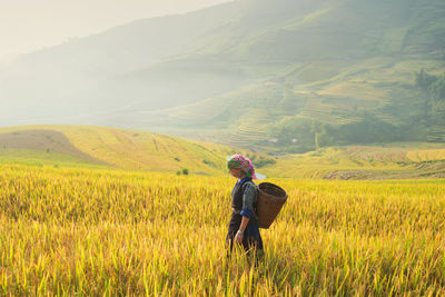 Famer on terrace ricefield,vietnam 