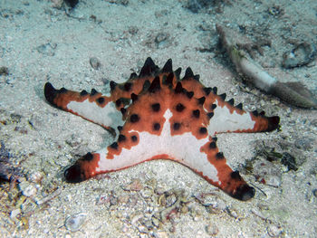 Close-up of a turtle in the sea