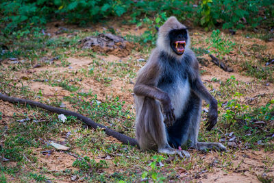 Monkey sitting on land in forest