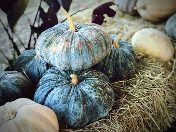 Close-up of pumpkins