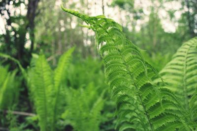 Close-up of green leaves