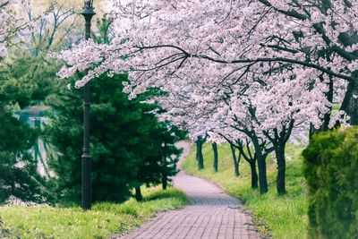 Cherry blossoms in park