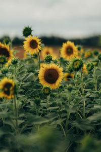 Close-up of sunflower on field