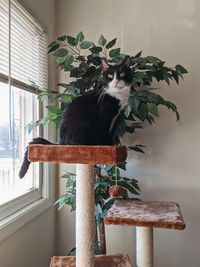 Cat looking at window