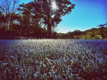 Scenic view of field against clear sky