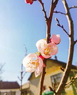 Close-up of cherry blossoms against sky