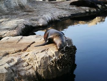 Sea lion on rock by water