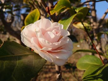 Close-up of white rose