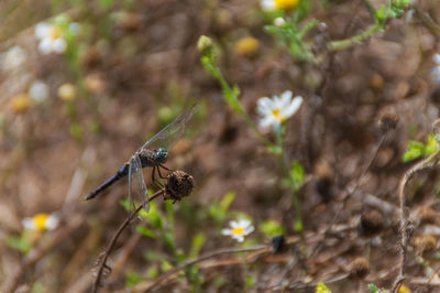Close-up of insect on leaf