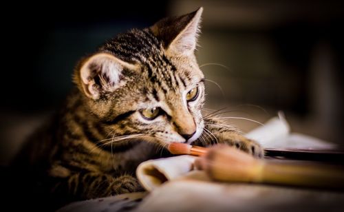 Close-up of a cat looking away