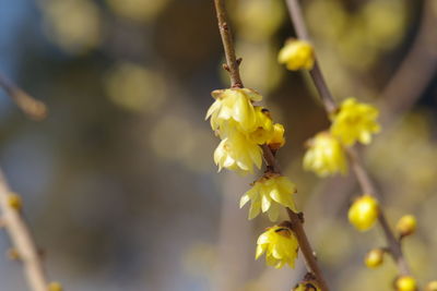 Low angle view of insect on yellow plant