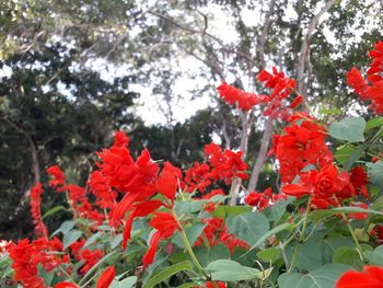 Close-up of red flowers blooming on tree