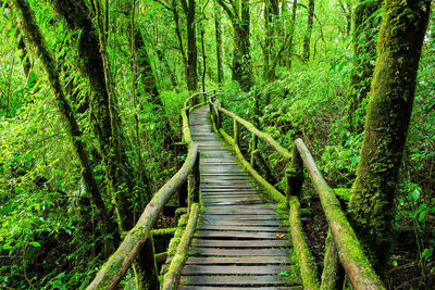 Boardwalk amidst trees in forest