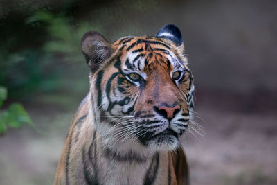 Close-up of a tiger