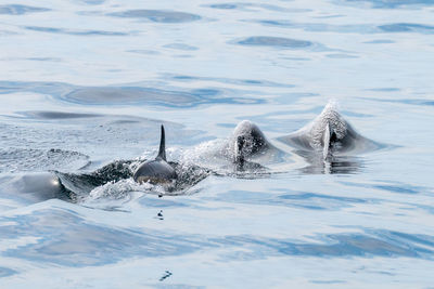 Water tension broken by atlantic white-sided dolphins