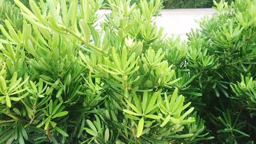 Full frame shot of green leaves