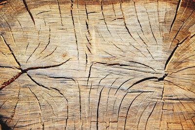 Full frame shot of tree stump in forest