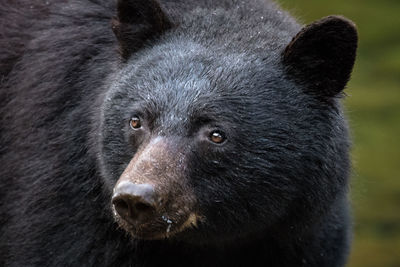 Close-up portrait of black