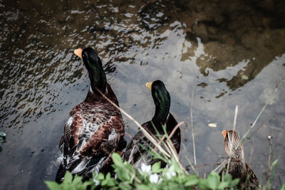 Birds swimming in lake