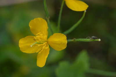 Close-up of yellow flowering plant