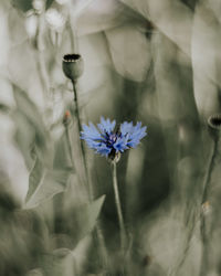 Close-up of purple flowering plant