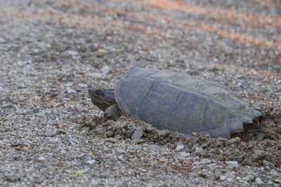 High angle view of shell on sand
