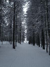 Trees on snow covered land during winter