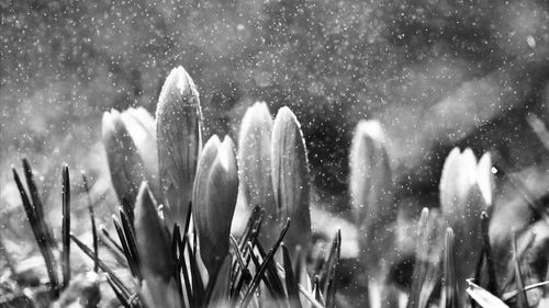 Close-up of flowers during snowfall